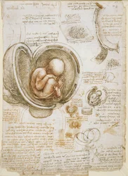Studies of the Foetus in the Womb